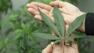 Os consumidores de maconha preparam uma "revolução" na forma como até o momento mantiveram o ato de fumar, as consequências de sua prática e sua interação com o resto da sociedade