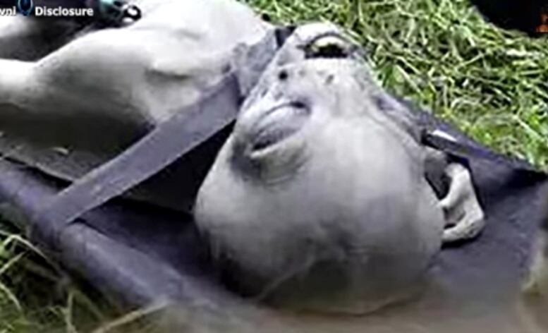 Veja mais de perto. Segundo o blog, a criatura foi achada por soldados
que fizeram de tudo para esconder as informações. Outros sites e blogs
especializados em OVNis e ETs também divulgaram o vídeo, sem no entanto
oferecer mais dados sobre o suposto alienígena. A foto foi devidamente
gongada por centenas de internautas, mas muitos disseram jamais ter
visto uma foto tão bem definida
