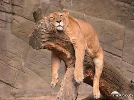 Quer dizer, nem todos estão tão desesperados assim.... o ano que vem tem mais né??