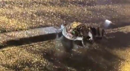 Jacaré foi filmado por motoristas na Via Dutra