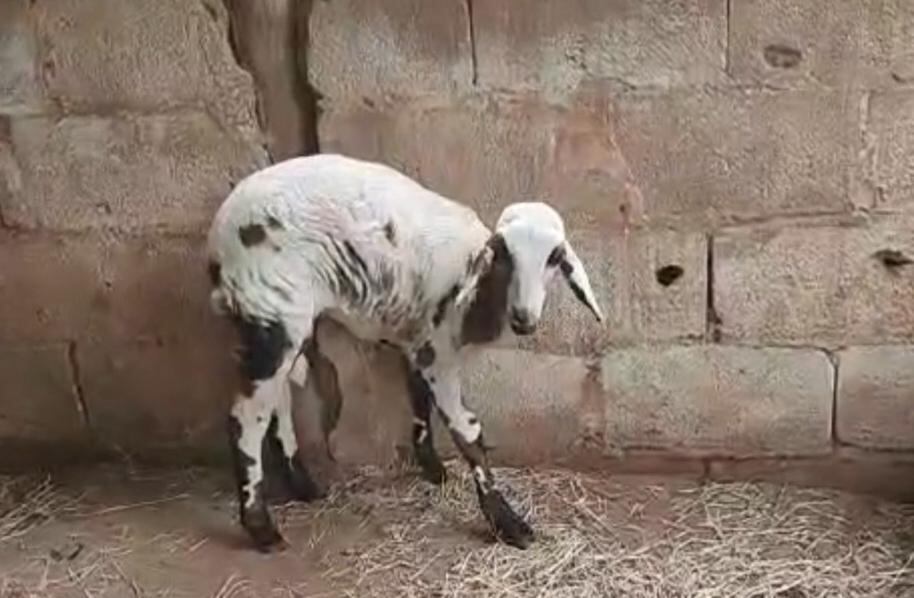 Cabritinha especial para adoção