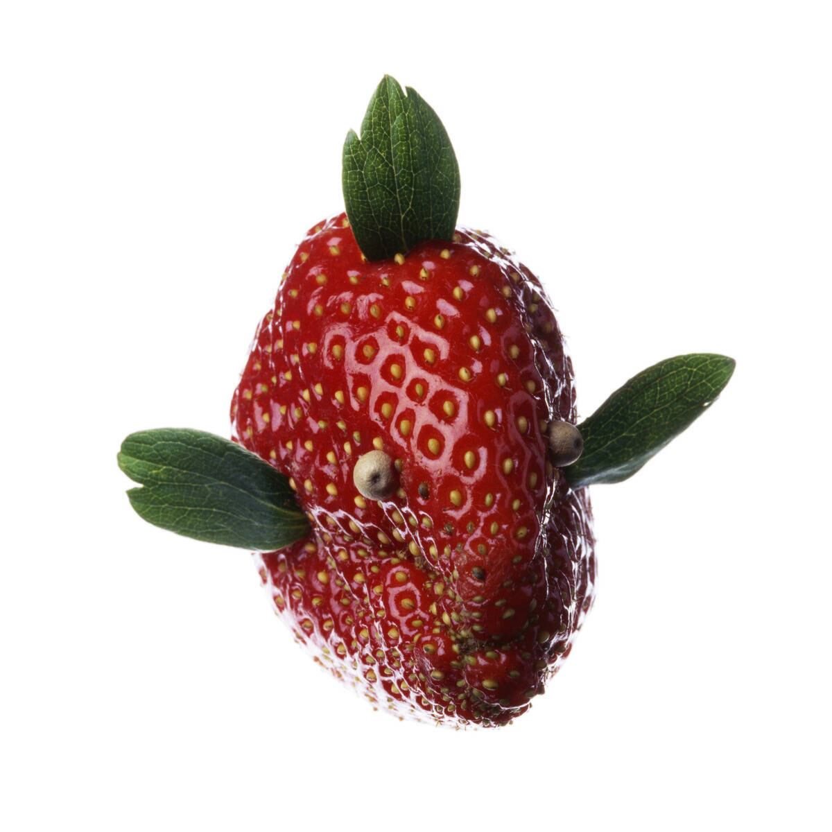 A fotógrafa percorre feiras e mercados à busca de frutas e legumes
retorcidos e com formas estranhas, que possam inspirar suas criações.
Acima, um morango se torna um divertido peixinho vermelho