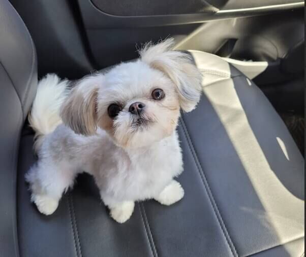 Cãozinho já havia tomado banho no pet shop outras vezes

