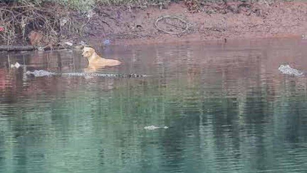 Crocodilos poderiam ter devorado o cachorro