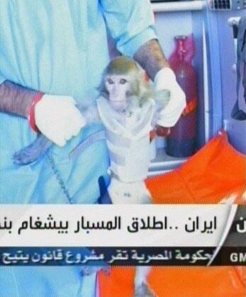 As imagens divulgadas pela tv iraniana mostra o pequeno macaco vivo após a viagem espacial