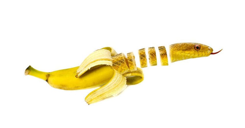 Se você gosta de comer bananas, é melhor nem pensar como seria um fruto desses misturado com uma cobra