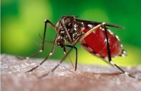 Brasil vive uma epidemia de dengue