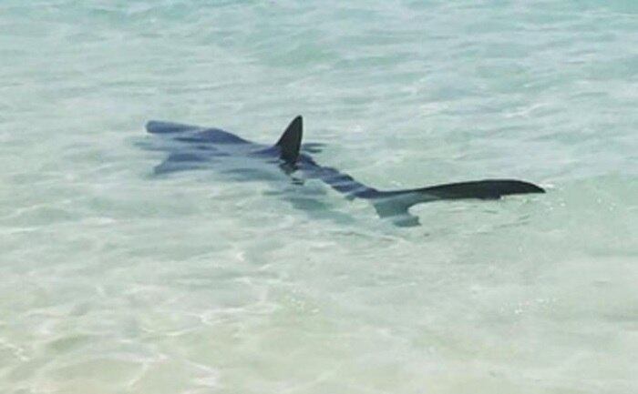 Acredita-se que o tubarão chegou até a praia depois de ter ficado desorientado. Nenhuma pessoa ficou ferida









The fish is thought to have moved close to the shore after becoming disorientated before vanishing after swimming back out to sea.