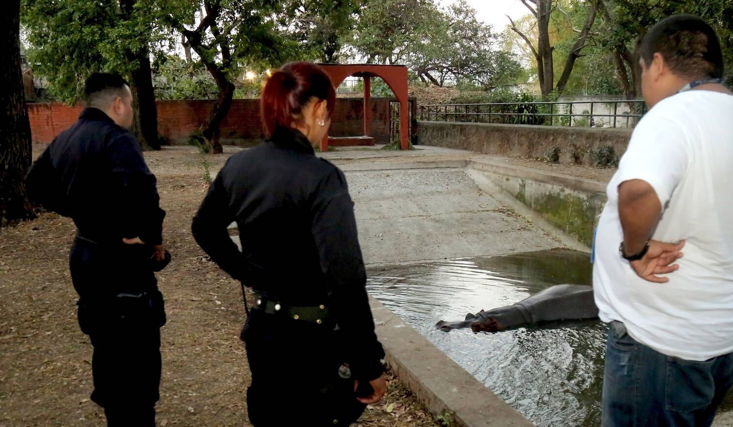No dia seguinte ao ataque, foram encontradas pedras e uma barra de ferro dentro da jaula de Gustavito

