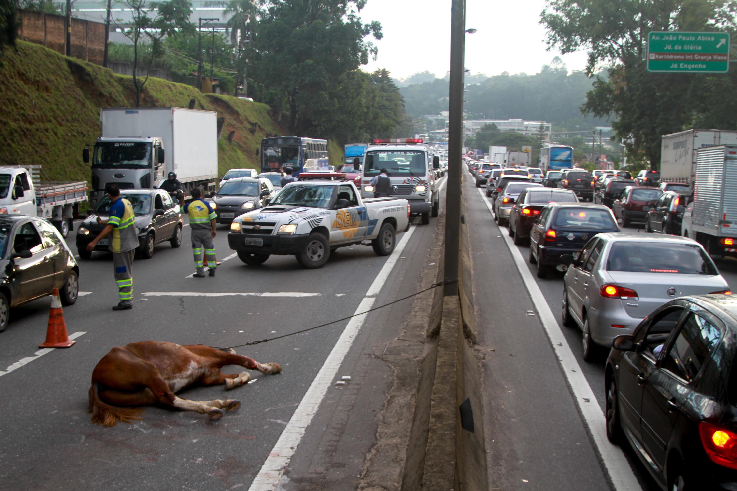 Cavalo foi atropelado e prejudicou o trânsito na rodovia Raposo Tavares