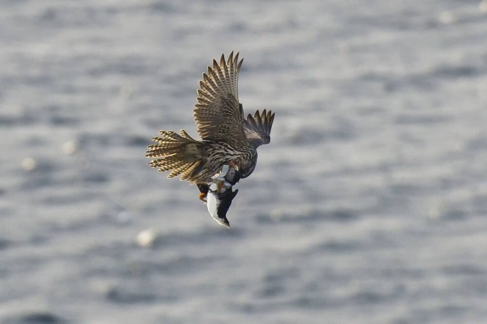 

As fotos foram
feitas por Audun Dahl, em Varanger, ao norte da Noruega

