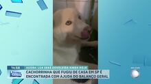 Cadelinha desaparecida em São Paulo é devolvida à tutora após reportagem do Balanço Geral