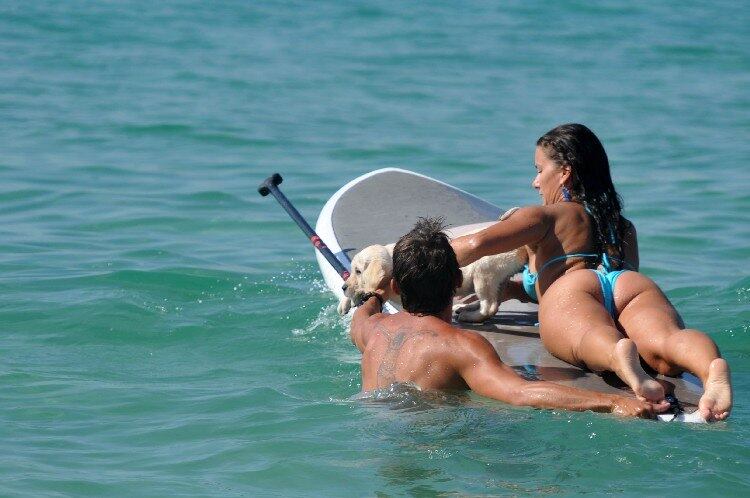 Até os animais aproveitaram a nova moda