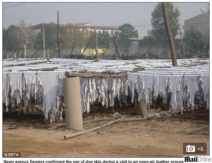 

Ingrid Newkirk, uma das fundadoras da Peta, disse que a
organização tem “certeza de que a Inglaterra, a Austrália e os EUA não estão
livres do comércio de carne de cachorro”.


— Muitos
varejistas estão importando couro barato da China, por isso, é certo que haja
pele de cachorro nas prateleiras e no guarda-roupas das pessoas