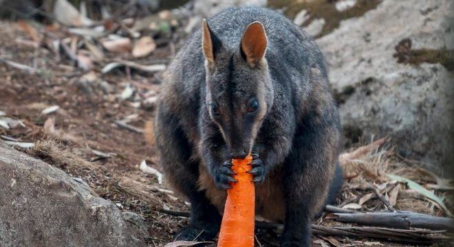 Wallaby se alimentando com uma das cenouras lançados de helicóptero