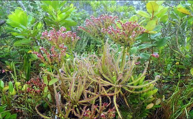 O gênero da Drosera é o maior grupo de plantas carnívoras existente, com cerca de 250 espécies espalhadas pelo mundo - inclusive em locais como Austrália e África do Sul