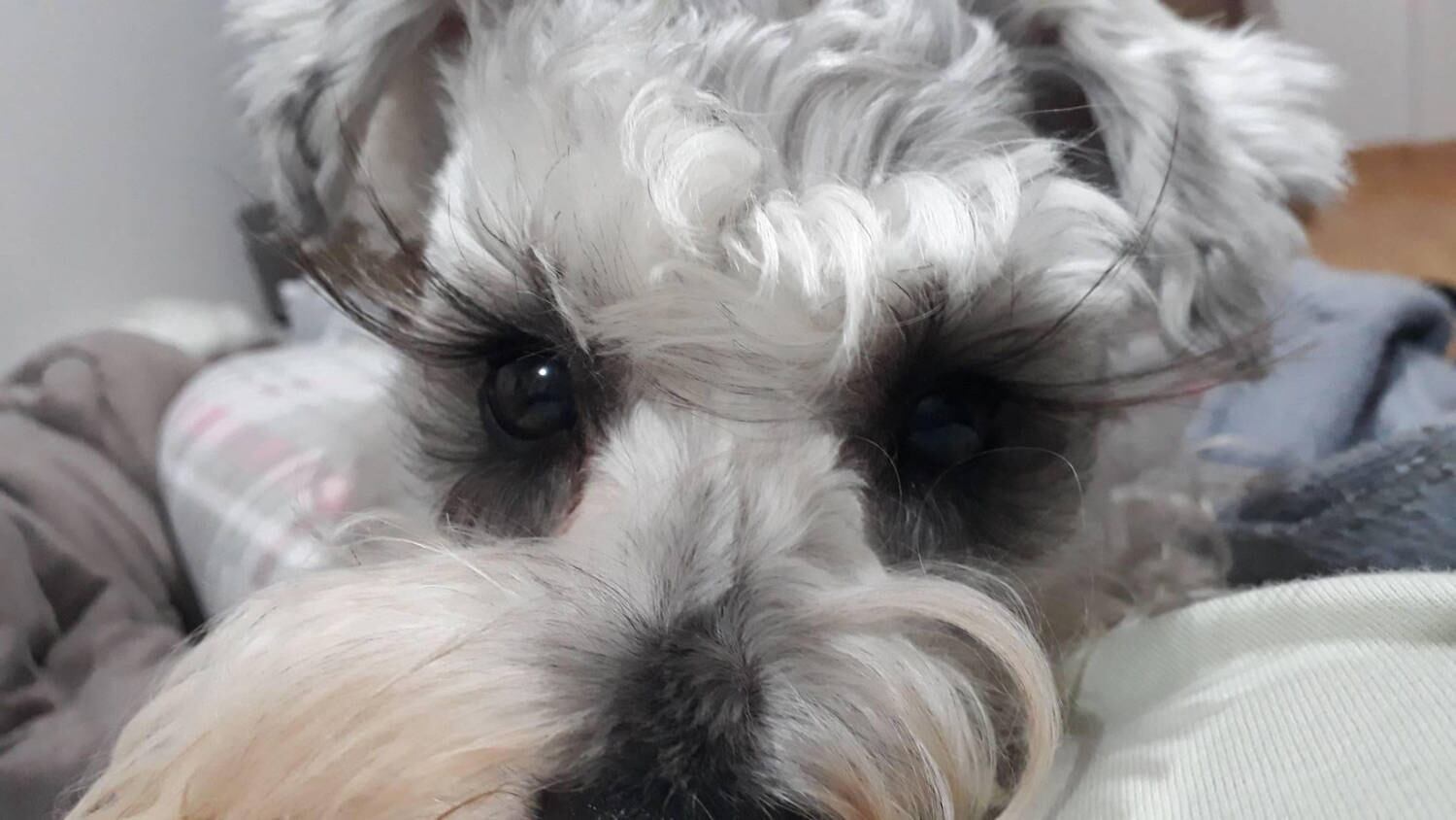 Pouca gente sabe que o look é característico da raça. Apesar de chamar atenção, é preciso cuidados para não causar irritação nos olhos do animal
