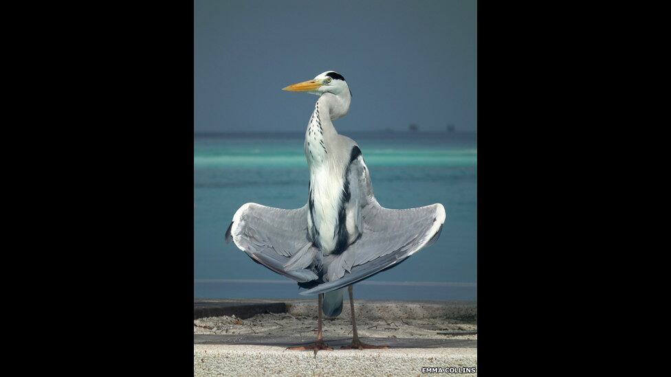 fotografia, zoo, Londres, concurso