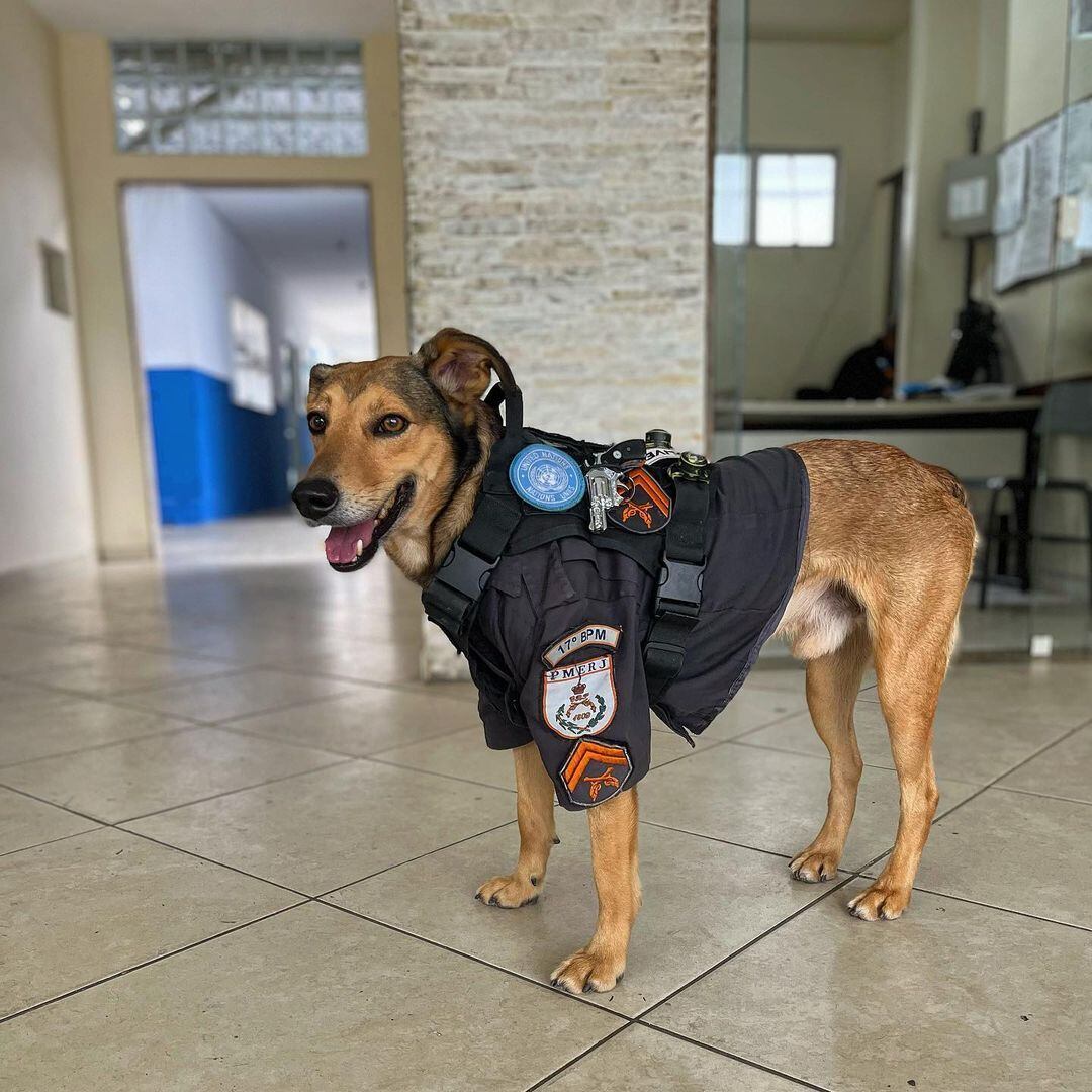O 17º Batalhão de Polícia Militar do Rio de Janeiro, na Ilha do Governador, zona norte, conta, desde 2019, com um reforço importante em sua equipe: o cabo Oliveira. O vira-lata caramelo foi encontrado próximo à base pelo agente Cristiano e passou a integrar a corporação, sendo considerado o mascote da força *Estagiário do R7, sob supervisão de PH Rosa