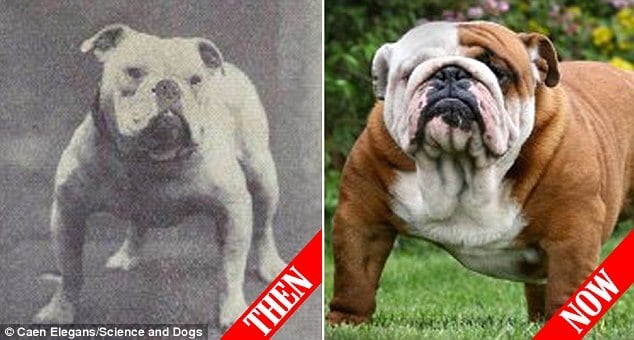 Uma série de fotos apresentadas pelo site Science of Dogs mostra como nossa predileção e seleção artificial de certas características dos cães mudaram completamente a forma física desses animais. A ideia da amostragem foi nos revelar como as raças mudaram com o tempo de forma como não haviam mudado antigamente

(Na foto, um bulldog no início do século XX e um atual)