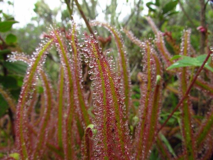 planta carnívora