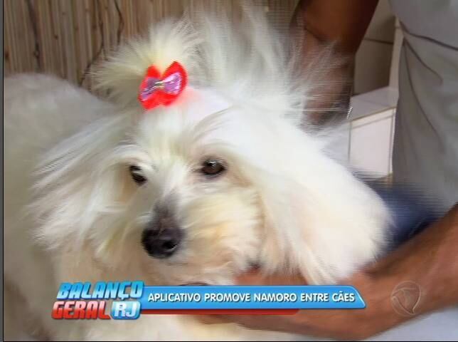 Agora, quem buscar um namorado é a Suri, outra cadela de Roberto. E agora ele brinca dizendo não quer que a cadelinha encontre um "namorado conquistador"

— Minha filha é muito séria, dessa vez ele tem que ser
sério