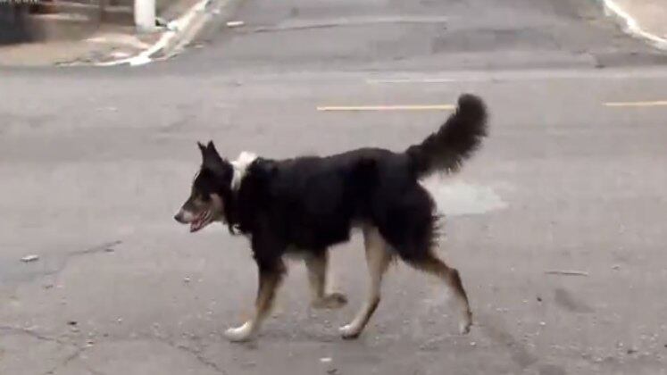 Segundo a Organização Mundial da Saúde, 30 milhões de animais
estão nas ruas, sendo 10 milhões de gatos e 20 milhões de cachorros. Mas, com a utilização dos microchips, esse número pode diminuir significantemente 

