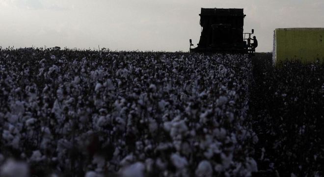 Algodão herbáceo marcou novo recorde com produção de 5 milhões de toneladas