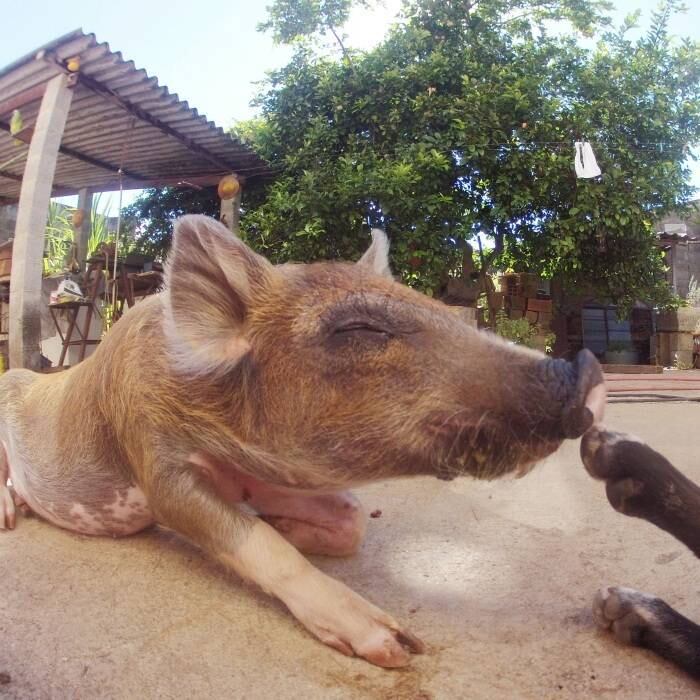 Verduras, legumes e ração de cachorro fazem parte do cardápio da porca