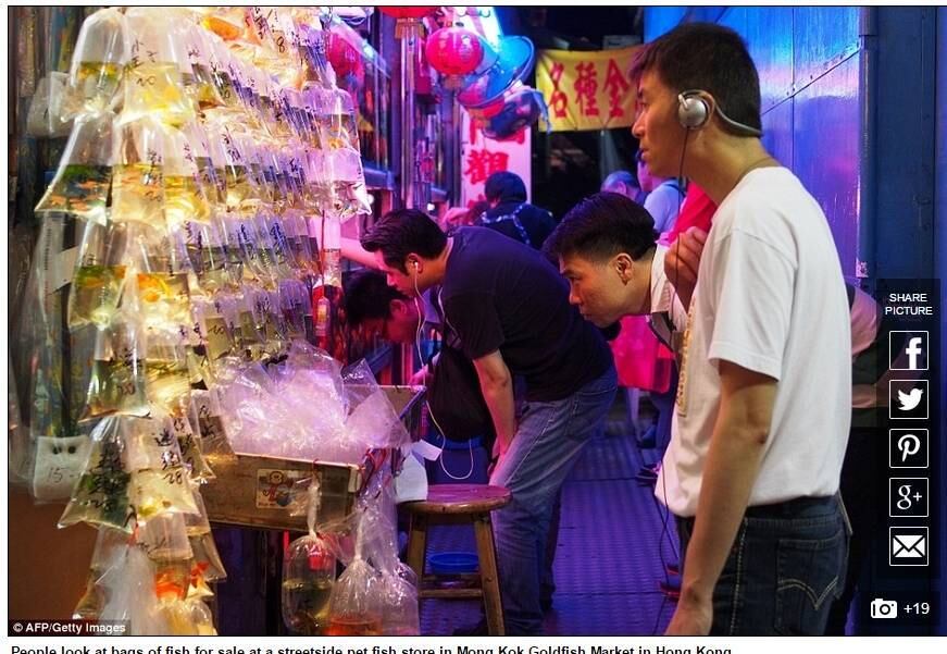 O Mercado de Peixes Dourados é uma visão estranha para os desacostumados. Milhares de peixes de todas as cores e formas revestem as paredes das lojas em Hong Kong
