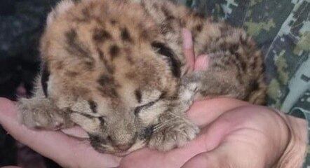 Filhote de suçuarana resgatado em canavial