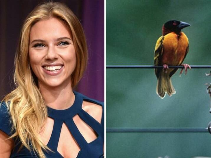 
Já a
bela Scarlett Johansson não pode ver passarinhos que entra em verdadeiro pânico