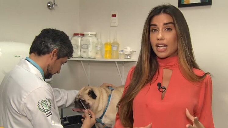 Com o envelhecimento de nossos animais, é muito comum o surgimento de condições de saúde, incluindo o Alzheimer canino. O termo faz analogia à doença que atinge os humanos e é denominada cientificamente como síndrome da disfunção cognitiva. O diagnóstico antecipado é uma forma de amenizar o sofrimento