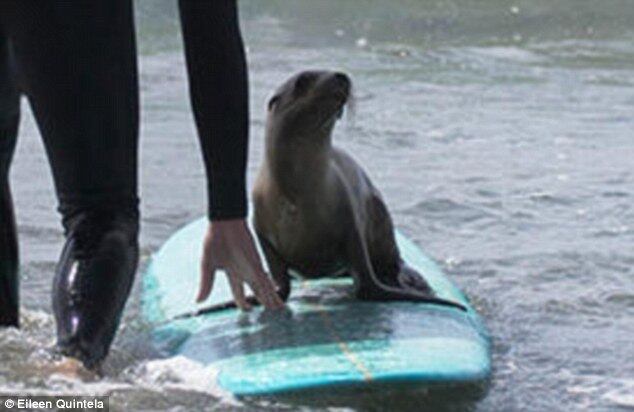 Por cerca de uma hora, o leão-marinho
usou e abusou da prancha do surfista