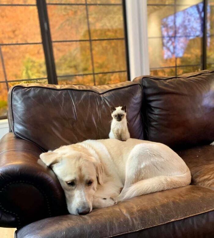 Foi então que Betty conheceu Truvy, que a ajudou a se adaptar e a se sentir segura no lar temporário. “Truvy ama gatinhos”, contou Benken