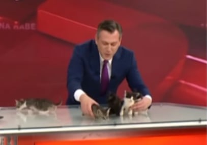 A felina, chamada Leyla, vive no prédio da emissora e é considerada mascote da redação