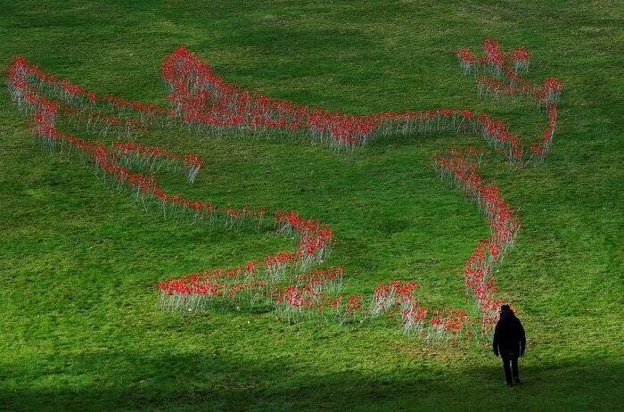 Na Bélgica, Jardim Botânico de Meise ganhou um pomba feita com milhares de papoulas vermelhas artificiais, feitas de tampinhas de garrafas vermelhas
