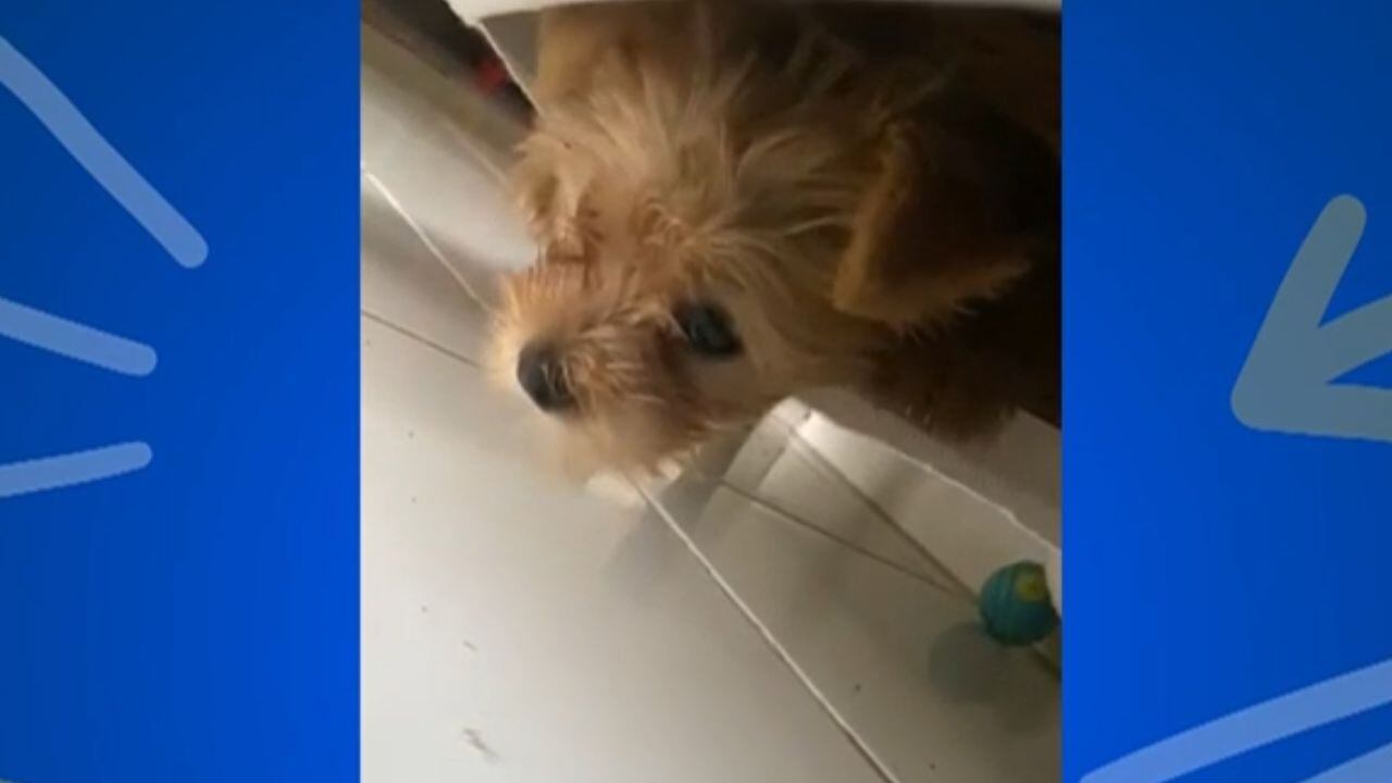 Esconderijo inusitado! Cachorrinha chama a atenção da tutora ao se abrigar no forro de sofá