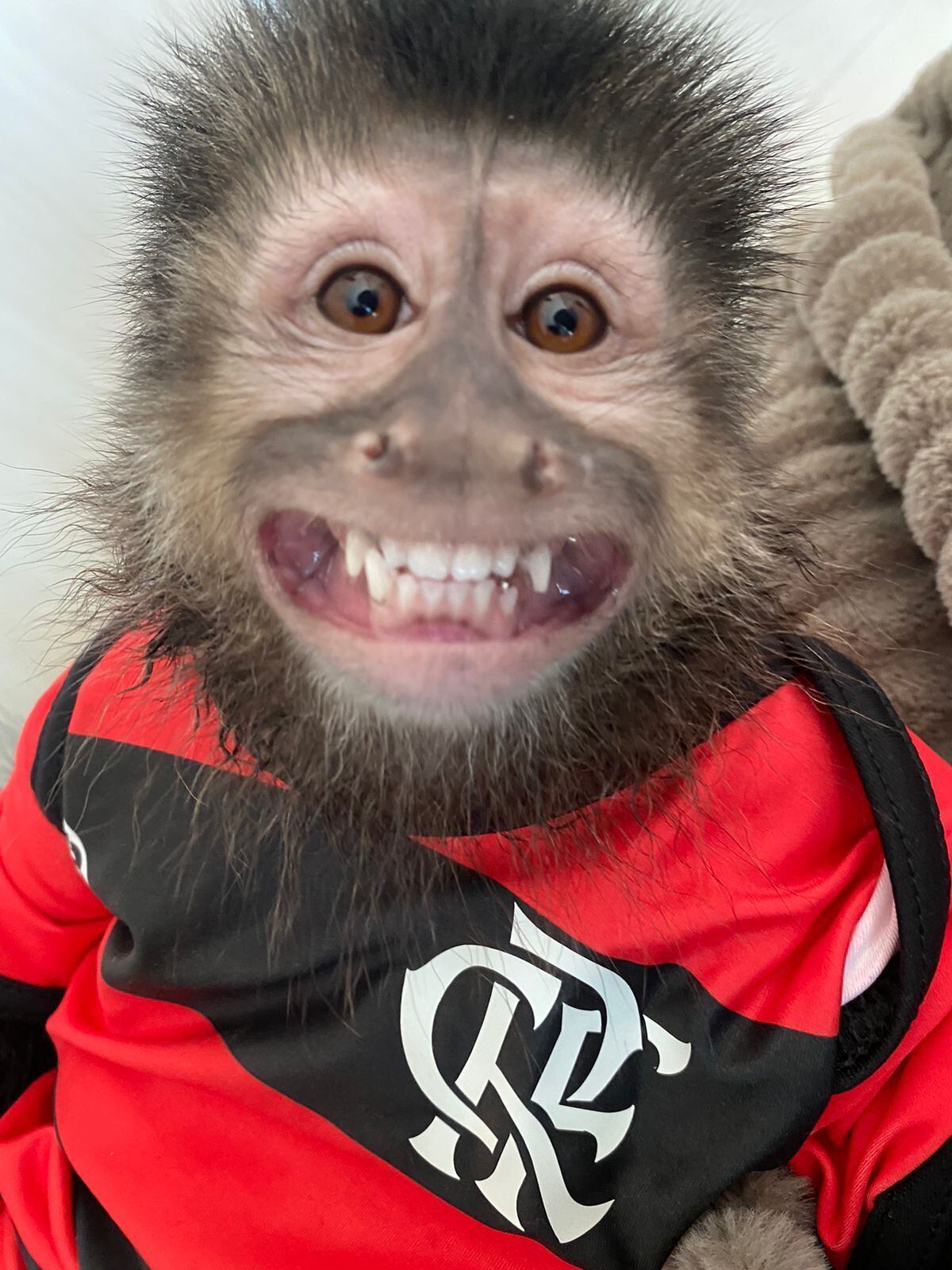 Um animal incomum e que chama atenção por onde passa, a flamenguista Luna já foi até cogitada como a nova mascote do time rubro-negro. Luna, uma macaco-prego de 4 anos, moradora de Cabo Frio, na região dos Lagos do Rio de Janeiro, foi comprada no criadouro de Xanxerê, em Santa Catarina — que é um dos poucos locais do país autorizados a comercializar a espécie. Luna chegou com a missão de preencher o coração dos seus tutores após a partida do patriarca da casa, como conta Ana Paula, tutora do animal. "A minha filha, que na época tinha 6 anos, viu um rapaz na beira da praia com um macaco no ombro e um labrador, a partir daí ela se apaixonou. Ela tinha acabado de perder o pai e, então, eu achei que aquilo iria ocupar um pouquinho o coração dela, ia chamar a atenção e distrair a mente dela"