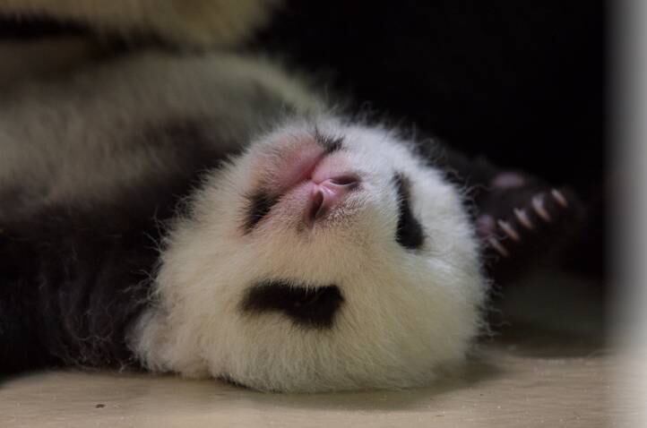 Essa é a cara de felicidade de Fleur de Coton ao receber o carinho de sua mãe. Nada como se sentir amado, não é mesmo?
Veja também: Zoológico de Tóquio apresenta primeiro elefante nascido no local