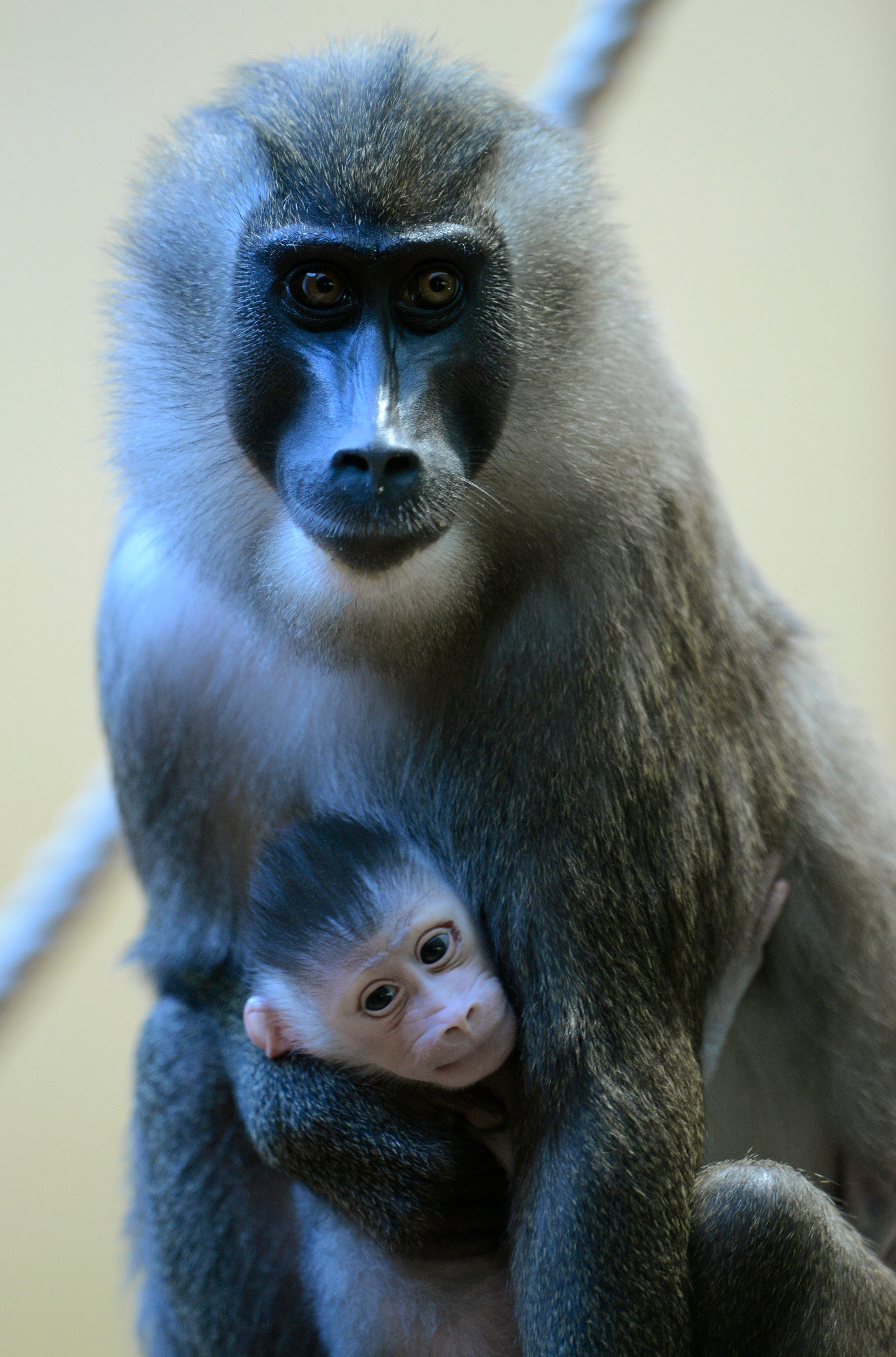 Macaca dril segura seu filhote recém-nascido no zoológico de Munique, na Alemanha. O bebê nasceu no último dia 24. A espécie corre o risco de extinção