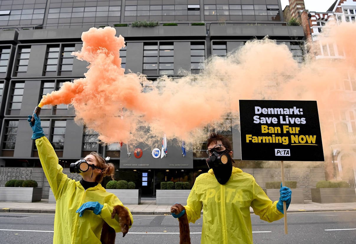 London (United Kingdom), 11/11/2020.- PETA supporters protest against Danish fur outside the Embassy of Denmark in London, Britain, 11 November 2020. PETA activists are calling for Danish fur ban to 'end to the cruel, dangerous trade' amid Coronavirus mutation fears. The protest follows the Danish government's proposal to cull all minks in the country's fur industry, due to a mutated form of coronavirus that can spread to humans was found on mink farms. (Protestas, Dinamarca, Reino Unido, Londres) EFE/EPA/FACUNDO ARRIZABALAGA