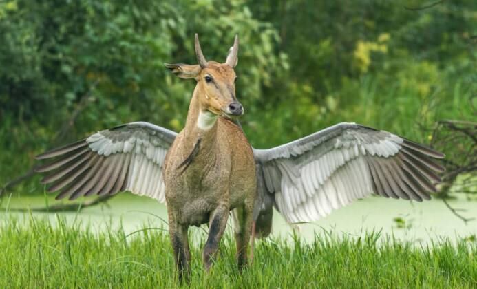 É isso mesmo que você está vendo? Claro que não, é só ilusão de ótica!

LEIA TAMBÉM: Criaturas das profundezas: concurso escolhe as melhores fotos da vida marinha

