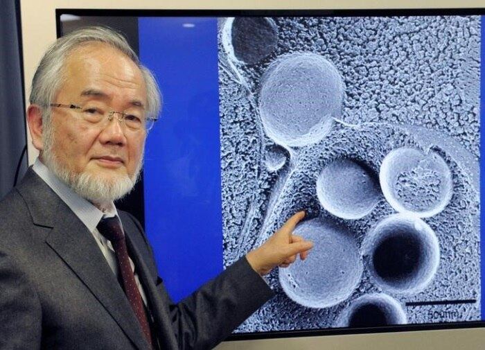 O japonês Yoshinori Ohsumi promoveu estudos que podem aju
dar a entender doenças como câncer, Parkinson e diabetes tipo 2
