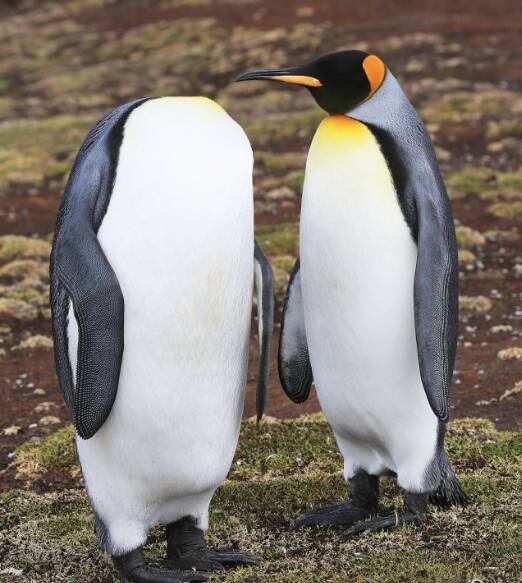 Ué, cadê a sua cabeça?