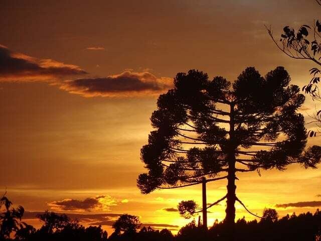 As árvores ajudam a apoiar o ecossistema natural e são consideradas essenciais para combater o aquecimento global e as mudanças climáticas. A extinção de uma única espécie de árvore pode causar a perda de outras.