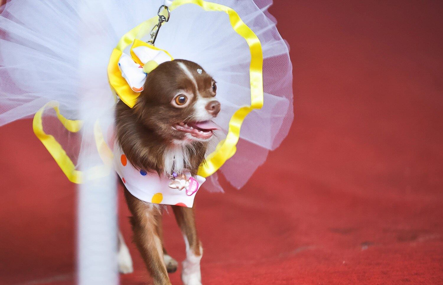 Todo o charme do tutu para esta fantasia com cara de bailarina! E não foram só os cãezinhos que aproveitaram as atrações oferecidas pelo evento: também participaram periquitos e até um bode, o simpático Samuel
