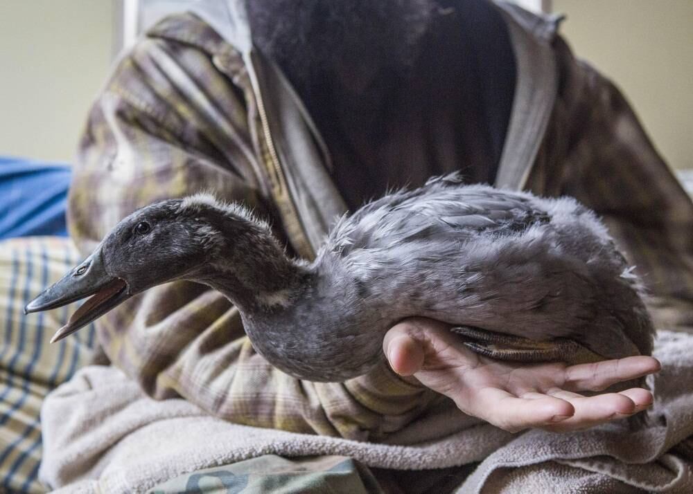 "Por duas semanas, passei 24 horas por dia com ela. Dava comida, banho e garantia que ela estava bem quentinha embaixo da minha barba", escreveu o dono do animal