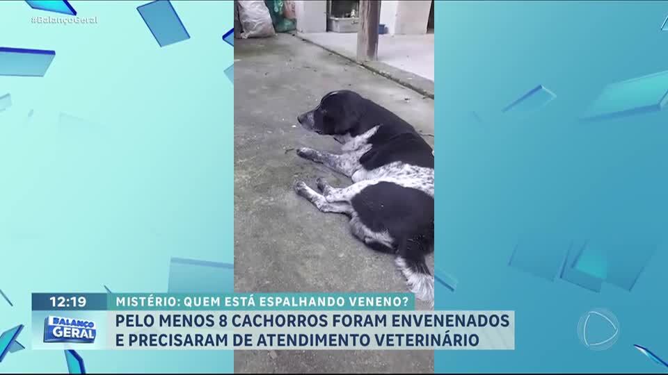 Oito cachorros são envenenados em rua de Pelotas (RS); três permanecem internados