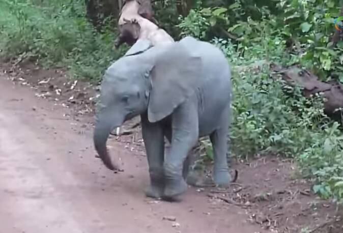Assista esse elefante dançando... Você vai se apaixonar!